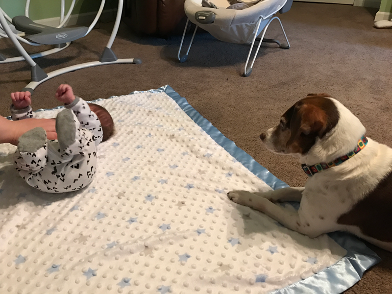 Illustration for article titled Ginger is meeting and getting to know her new little brother.